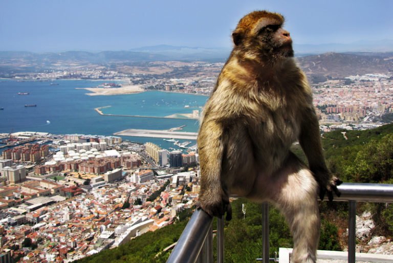 Gibraltar a pózující opice.