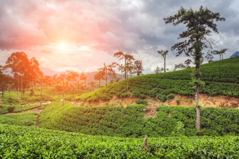 Srí Lanka čajovníkové plantáže